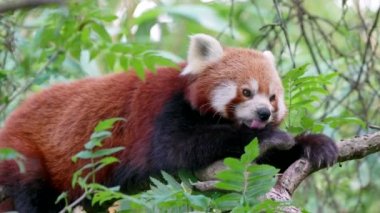 Kızıl panda (Ailurus fulgens), Himalayalar 'ın doğusunda ve Çin' in güneybatısında yaşayan bir etobur.