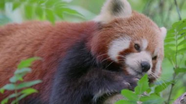 Kızıl panda (Ailurus fulgens), Himalayalar 'ın doğusunda ve Çin' in güneybatısında yaşayan bir etobur.