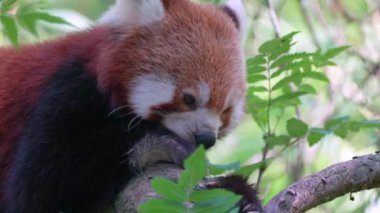 Kırmızı panda ya da daha küçük panda (Ailurus fulgens)