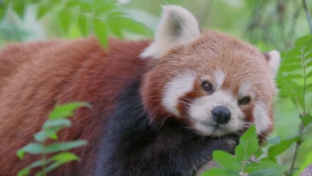 Rode Panda Ailurus Fulgens Een Carnivoor Afkomstig Uit Oostelijke Himalaya — Stockvideo