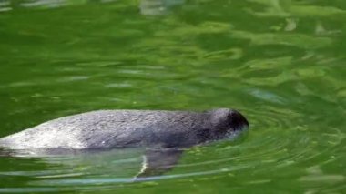 Afrika penguenleri suda yüzüyor