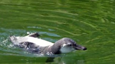 Afrika penguenleri suda yüzüyor