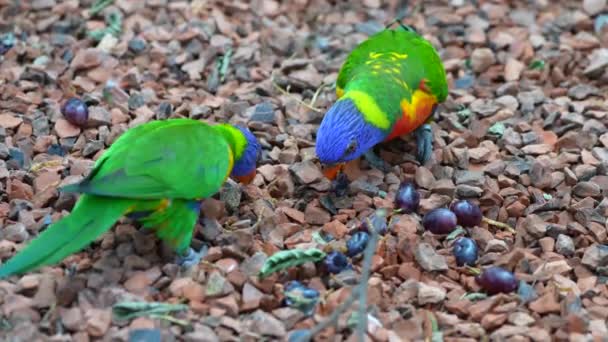 Paar Von Zwei Bunten Lorikeet Papageien Essen — Stockvideo