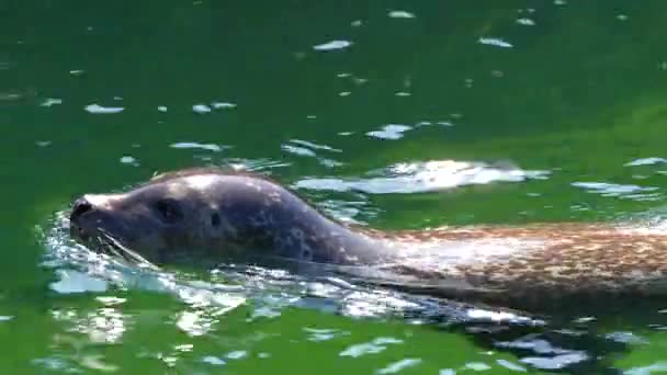 Seehund Wasser Aus Nächster Nähe — Stockvideo