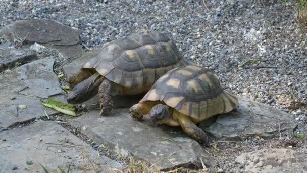 Dos Tortugas Sobre Piedras — Vídeos de Stock