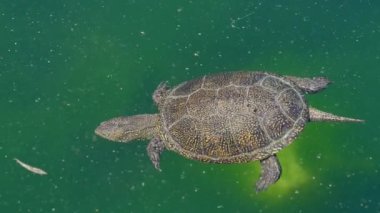 Kaplumbağa suda yüzüyor.