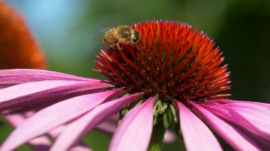 Güzel pembe çiçekli arı, video