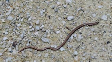 Yavaş solucan (Anguis fragilis), Avrasya 'nın batısında yaşayan bir sürüngendir. Aynı zamanda sağır engerek, yavaş kurt, kör solucan ya da bölgesel olarak uzun sakat olarak da bilinir. Bu bacaksız kertenkelelere bazen sıradan solucanlar da denir. 
