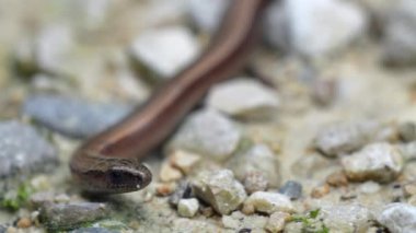 Yavaş solucan (Anguis fragilis), Avrasya 'nın batısında yaşayan bir sürüngendir. Aynı zamanda sağır engerek, yavaş kurt, kör solucan ya da bölgesel olarak uzun sakat olarak da bilinir. Bu bacaksız kertenkelelere bazen sıradan solucanlar da denir. 