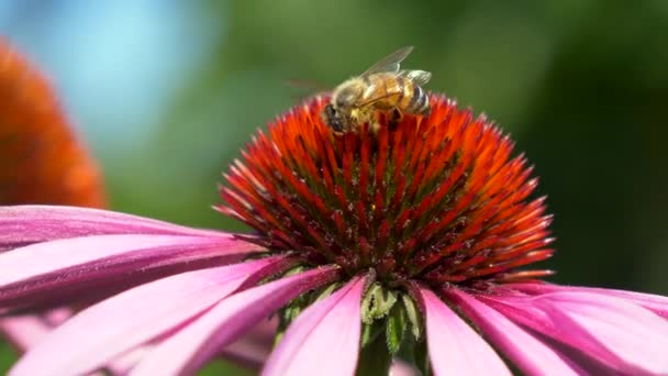 Pszczoła Piękny Różowy Kwiat Wideo — Wideo stockowe