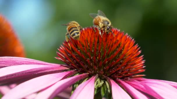 Bees Beautiful Pink Flower Video — Stock Video