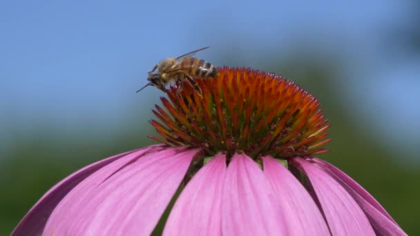 Včela Krásné Růžové Květy Video — Stock video
