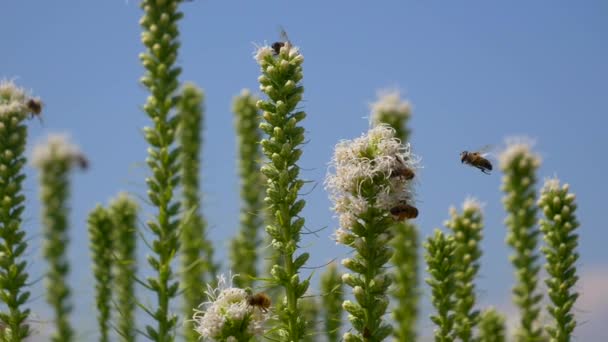 Flygande Honungsbin Som Samlar Pollen Från Blommor — Stockvideo