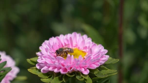 Lebah Pada Bunga Merah Muda Yang Indah Video — Stok Video