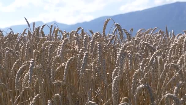 Поле Пшениці Ввечері — стокове відео