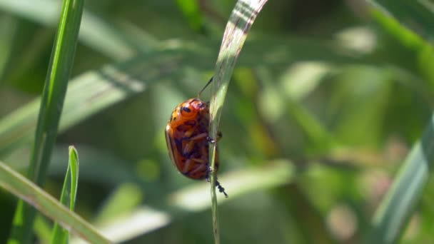 Gândacul Cartofi Colorado Leptinotarsa Decemlineata Plantă — Videoclip de stoc