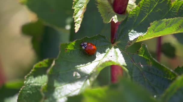 Lieveheersbeestje Kruipen Een Groen Blad — Stockvideo