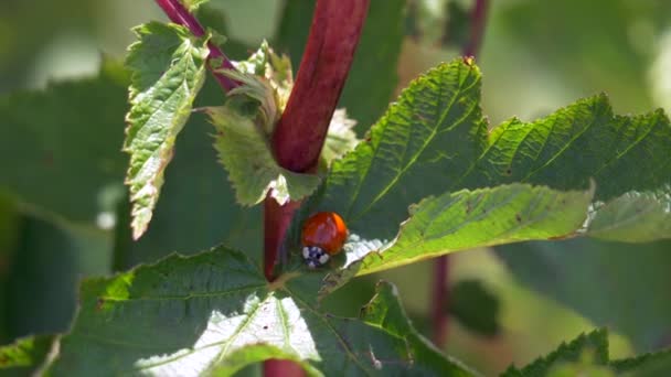 Mariquita Arrastrándose Sobre Una Hoja Verde — Vídeos de Stock