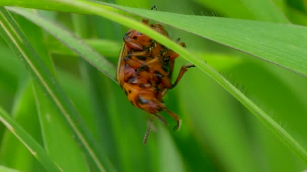 Scarabeo Della Patata Del Colorado Leptinotarsa Decemlineata Una Foglia Pianta — Video Stock