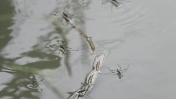 Комахи Роду Gerridae — стокове відео