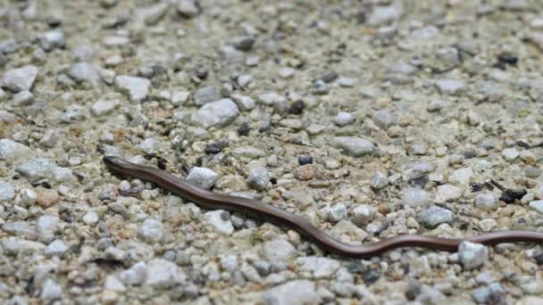 Gusano Lento Anguis Fragilis Reptil Nativo Eurasia Occidental También Llama — Vídeos de Stock