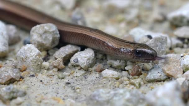 Der Langsame Wurm Anguis Fragilis Ist Ein Westeurasien Beheimatetes Reptil — Stockvideo