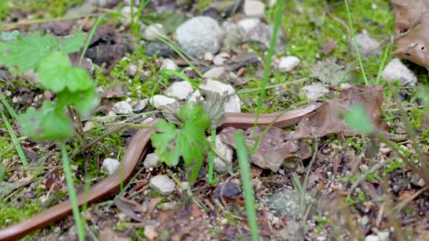 スローワーム Anguis Framilis ユーラシア西部に生息する爬虫類です 聴覚障害者の追加者 または地域的には 長期的な障害とも呼ばれています これらの小さなトカゲは 時には一般的なスローワームとも呼ばれています — ストック動画