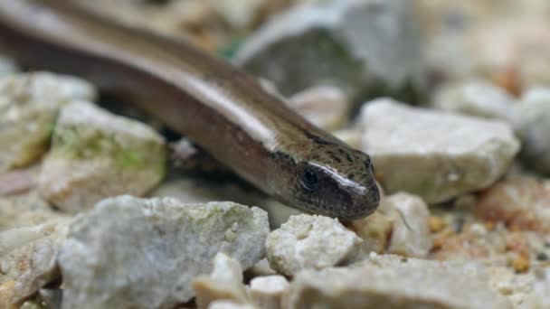 Der Langsame Wurm Anguis Fragilis Ist Ein Westeurasien Beheimatetes Reptil — Stockvideo