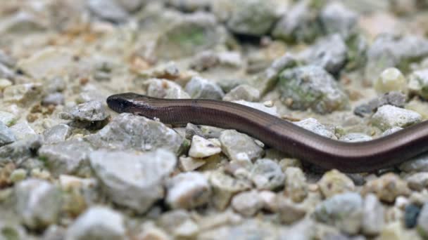 Slow Worm Anguis Fragilis Krybdyr Hjemmehørende Det Vestlige Eurasien Det – Stock-video