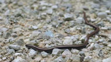 Yavaş solucan (Anguis fragilis), Avrasya 'nın batısında yaşayan bir sürüngendir. Aynı zamanda sağır engerek, yavaş kurt, kör solucan ya da bölgesel olarak uzun sakat olarak da bilinir. Bu bacaksız kertenkelelere bazen sıradan solucanlar da denir. 