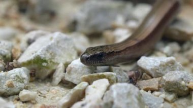 Yavaş solucan (Anguis fragilis), Avrasya 'nın batısında yaşayan bir sürüngendir. Aynı zamanda sağır engerek, yavaş kurt, kör solucan ya da bölgesel olarak uzun sakat olarak da bilinir. Bu bacaksız kertenkelelere bazen sıradan solucanlar da denir. 