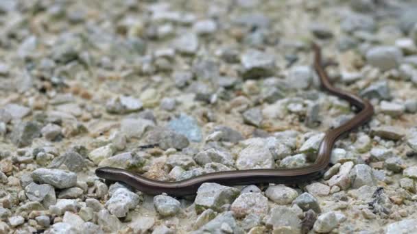 Anguis Fragilis 유라시아 서부에서 자생하는 파충류이다 이것은 장애아 느림보 눈가리개 — 비디오