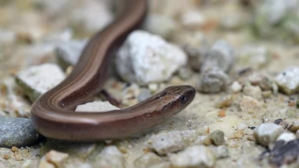 Gusano Lento Anguis Fragilis Reptil Nativo Eurasia Occidental También Llama — Vídeos de Stock