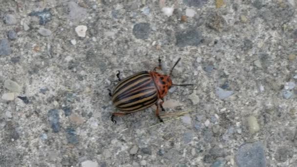 Besouro Batateira Colorado Leptinotarsa Decemlineata Sobre Pedra — Vídeo de Stock