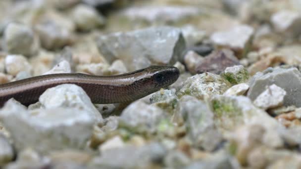 Gusano Lento Anguis Fragilis Reptil Nativo Eurasia Occidental También Llama — Vídeos de Stock