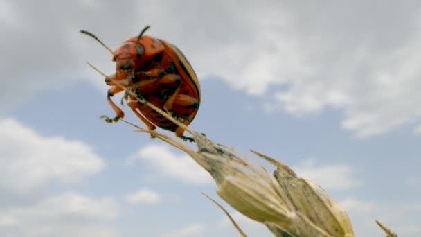 Escarabajo Patata Colorado Leptinotarsa Decemlineata Una Planta — Vídeos de Stock