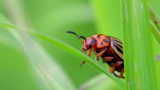 绿叶上的科罗拉多马铃薯甲虫 Leptinotarsa Decemlineata — 图库视频影像