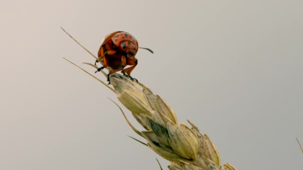 Escarabajo Patata Colorado Leptinotarsa Decemlineata Una Planta — Vídeos de Stock