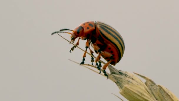 Colorado Aardappelkever Leptinotarsa Decemlineata Een Plant — Stockvideo