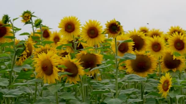 Schöne Sonnenblumen Auf Dem Feld Sommersaison — Stockvideo