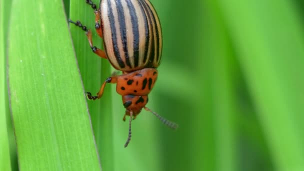 Escarabajo Patata Colorado Leptinotarsa Decemlineata Sobre Una Hoja Planta — Vídeos de Stock