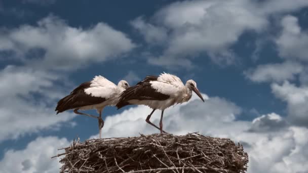 Zwei Störche Nest — Stockvideo