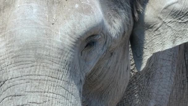 Close Африканский Слон — стоковое видео