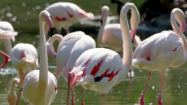 Flamingi Wodzie Wideo — Wideo stockowe