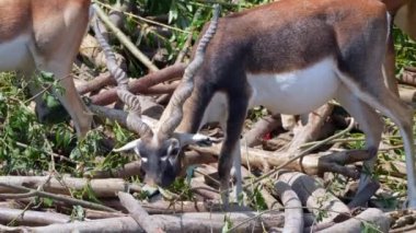 blackbuck (Antilope cervicapra), Hindistan ve Nepal 'e özgü bir antilop türüdür..