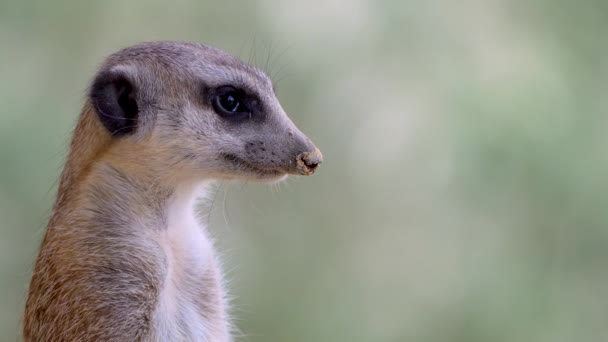 Lemur Pierścieniowy Suricata Suricatta Wolnym Powietrzu — Wideo stockowe