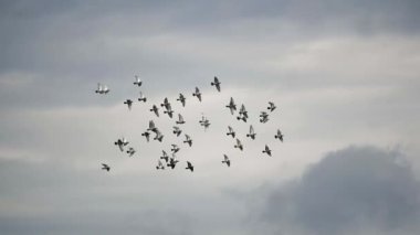 Bulutlu gökyüzünde uçan güvercin sürüsü 