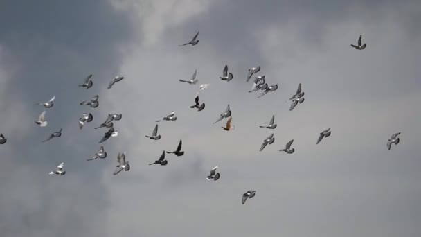曇った空を飛ぶ鳩の群れ — ストック動画
