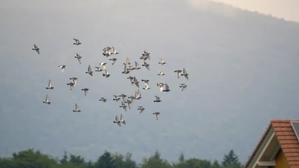 Stormo Colombe Che Volano Nel Cielo Nuvoloso — Video Stock