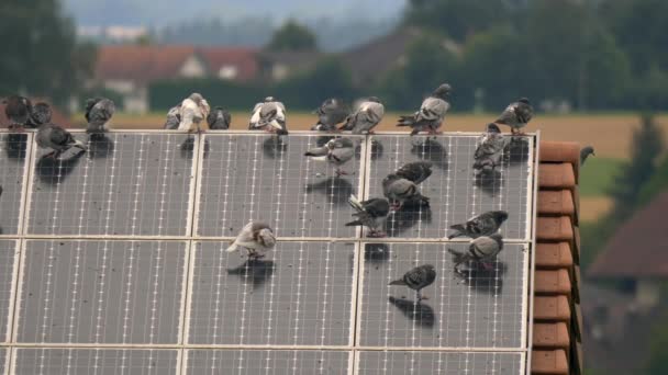 Pigeons Enjoy View Solar Panel Top Roof — Stock Video